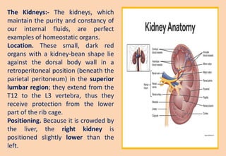 The Kidneys:- The kidneys, which
maintain the purity and constancy of
our internal fluids, are perfect
examples of homeostatic organs.
Location. These small, dark red
organs with a kidney-bean shape lie
against the dorsal body wall in a
retroperitoneal position (beneath the
parietal peritoneum) in the superior
lumbar region; they extend from the
T12 to the L3 vertebra, thus they
receive protection from the lower
part of the rib cage.
Positioning. Because it is crowded by
the liver, the right kidney is
positioned slightly lower than the
left.
 