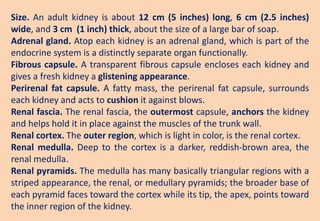Size. An adult kidney is about 12 cm (5 inches) long, 6 cm (2.5 inches)
wide, and 3 cm (1 inch) thick, about the size of a large bar of soap.
Adrenal gland. Atop each kidney is an adrenal gland, which is part of the
endocrine system is a distinctly separate organ functionally.
Fibrous capsule. A transparent fibrous capsule encloses each kidney and
gives a fresh kidney a glistening appearance.
Perirenal fat capsule. A fatty mass, the perirenal fat capsule, surrounds
each kidney and acts to cushion it against blows.
Renal fascia. The renal fascia, the outermost capsule, anchors the kidney
and helps hold it in place against the muscles of the trunk wall.
Renal cortex. The outer region, which is light in color, is the renal cortex.
Renal medulla. Deep to the cortex is a darker, reddish-brown area, the
renal medulla.
Renal pyramids. The medulla has many basically triangular regions with a
striped appearance, the renal, or medullary pyramids; the broader base of
each pyramid faces toward the cortex while its tip, the apex, points toward
the inner region of the kidney.
 