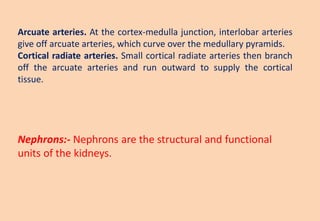 Arcuate arteries. At the cortex-medulla junction, interlobar arteries
give off arcuate arteries, which curve over the medullary pyramids.
Cortical radiate arteries. Small cortical radiate arteries then branch
off the arcuate arteries and run outward to supply the cortical
tissue.
Nephrons:- Nephrons are the structural and functional
units of the kidneys.
 