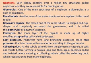 Nephrons. Each kidney contains over a million tiny structures called
nephrons, and they are responsible for forming urine.
Glomerulus. One of the main structures of a nephron, a glomerulus is a
knot of capillaries.
Renal tubule. Another one of the main structures in a nephron is the renal
tubule.
Bowman’s capsule. The closed end of the renal tubule is enlarged and cup-
shaped and completely surrounds the glomerulus, and it is called
the glomerular or Bowman’s capsule.
Podocytes. The inner layer of the capsule is made up of highly
modified octopus-like cells called podocytes.
Foot processes. Podocytes have long branching processes called foot
processes that intertwine with one another and cling to the glomerulus.
Collecting duct. As the tubule extends from the glomerular capsule, it coils
and twists before forming a hairpin loop and then again becomes coiled
and twisted before entering a collecting tubule called the collecting duct,
which receives urine from many nephrons.
 