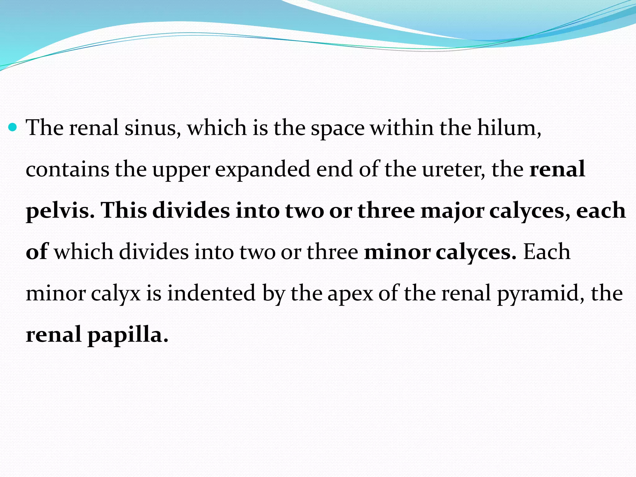  The renal sinus, which is the space within the hilum,
contains the upper expanded end of the ureter, the renal
pelvis. This divides into two or three major calyces, each
of which divides into two or three minor calyces. Each
minor calyx is indented by the apex of the renal pyramid, the
renal papilla.
 