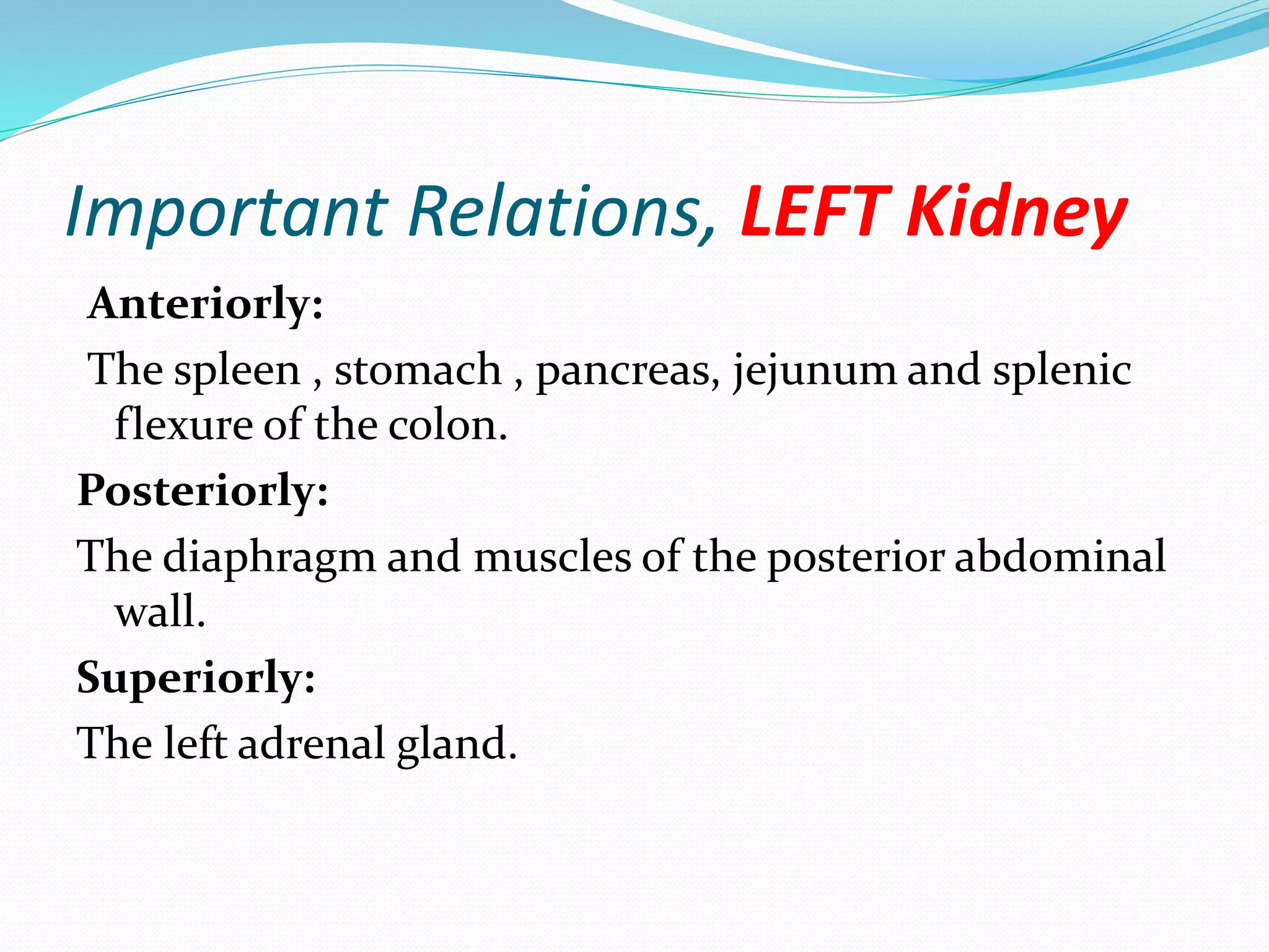 Important Relations, LEFT Kidney
Anteriorly:
The spleen , stomach , pancreas, jejunum and splenic
flexure of the colon.
Posteriorly:
The diaphragm and muscles of the posterior abdominal
wall.
Superiorly:
The left adrenal gland.
 