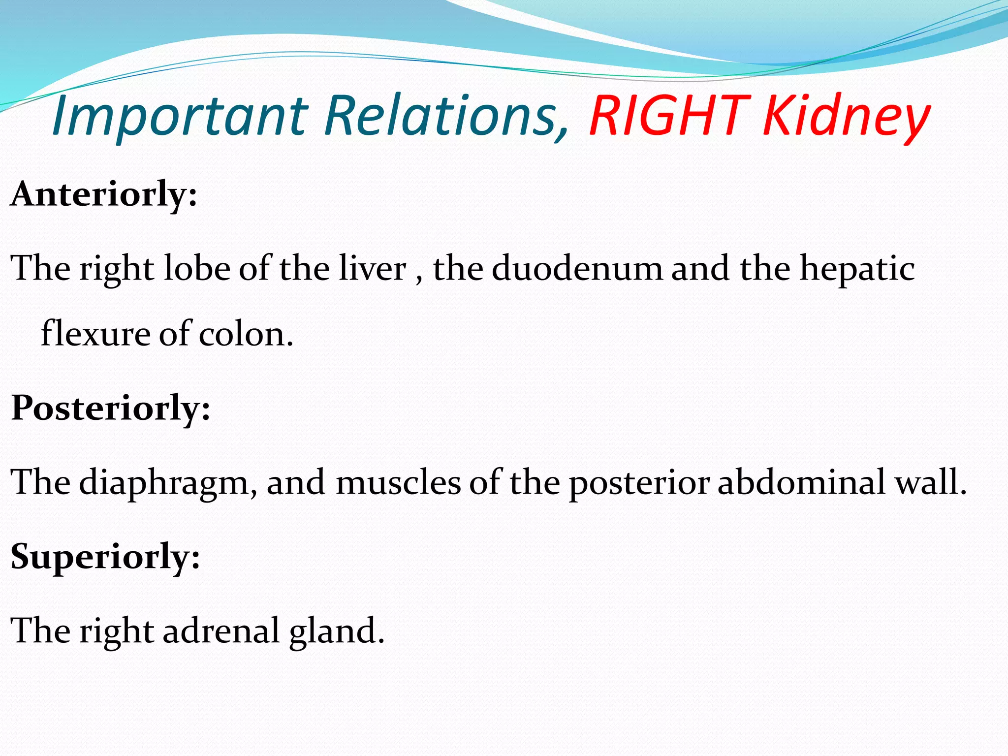 Important Relations, RIGHT Kidney
Anteriorly:
The right lobe of the liver , the duodenum and the hepatic
flexure of colon.
Posteriorly:
The diaphragm, and muscles of the posterior abdominal wall.
Superiorly:
The right adrenal gland.
 