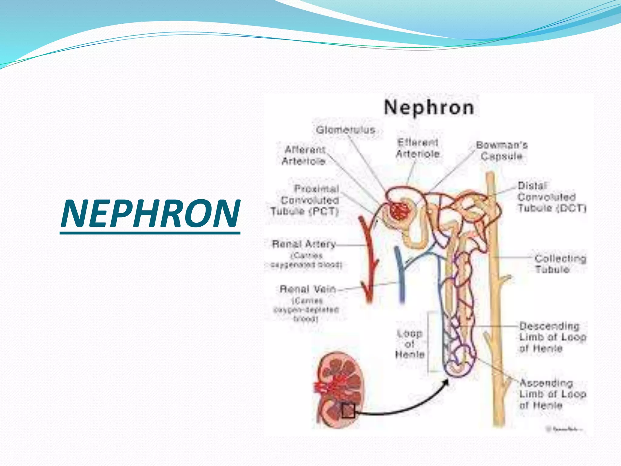 NEPHRON
 