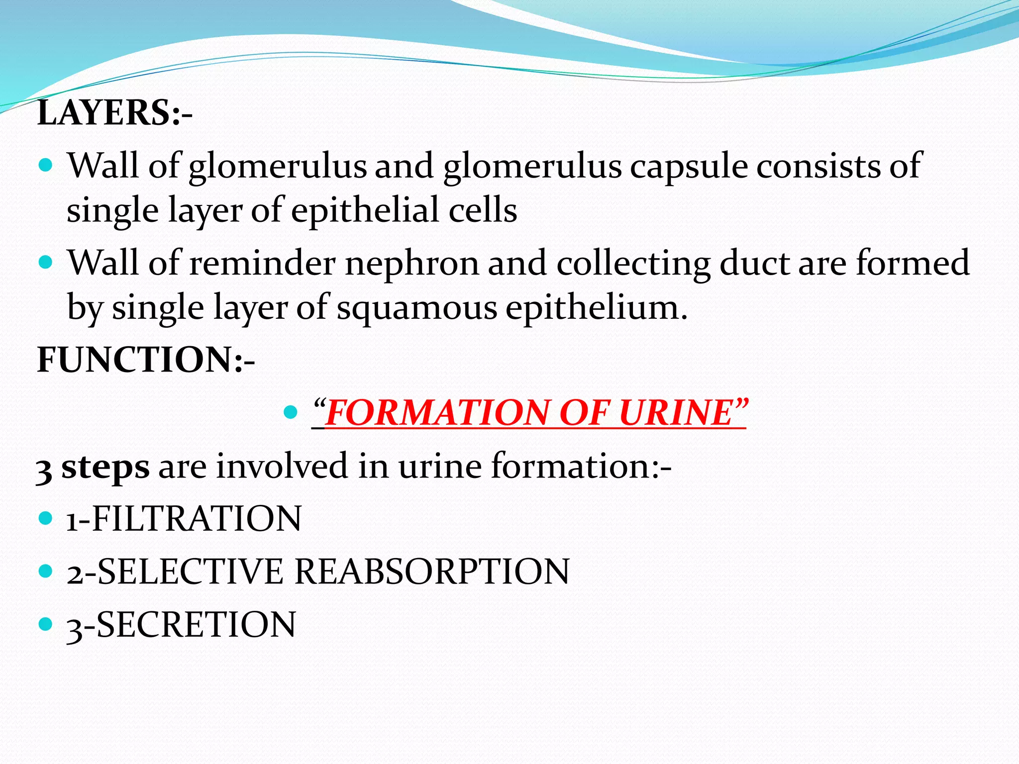 LAYERS:-
 Wall of glomerulus and glomerulus capsule consists of
single layer of epithelial cells
 Wall of reminder nephron and collecting duct are formed
by single layer of squamous epithelium.
FUNCTION:-
 “FORMATION OF URINE”
3 steps are involved in urine formation:-
 1-FILTRATION
 2-SELECTIVE REABSORPTION
 3-SECRETION
 