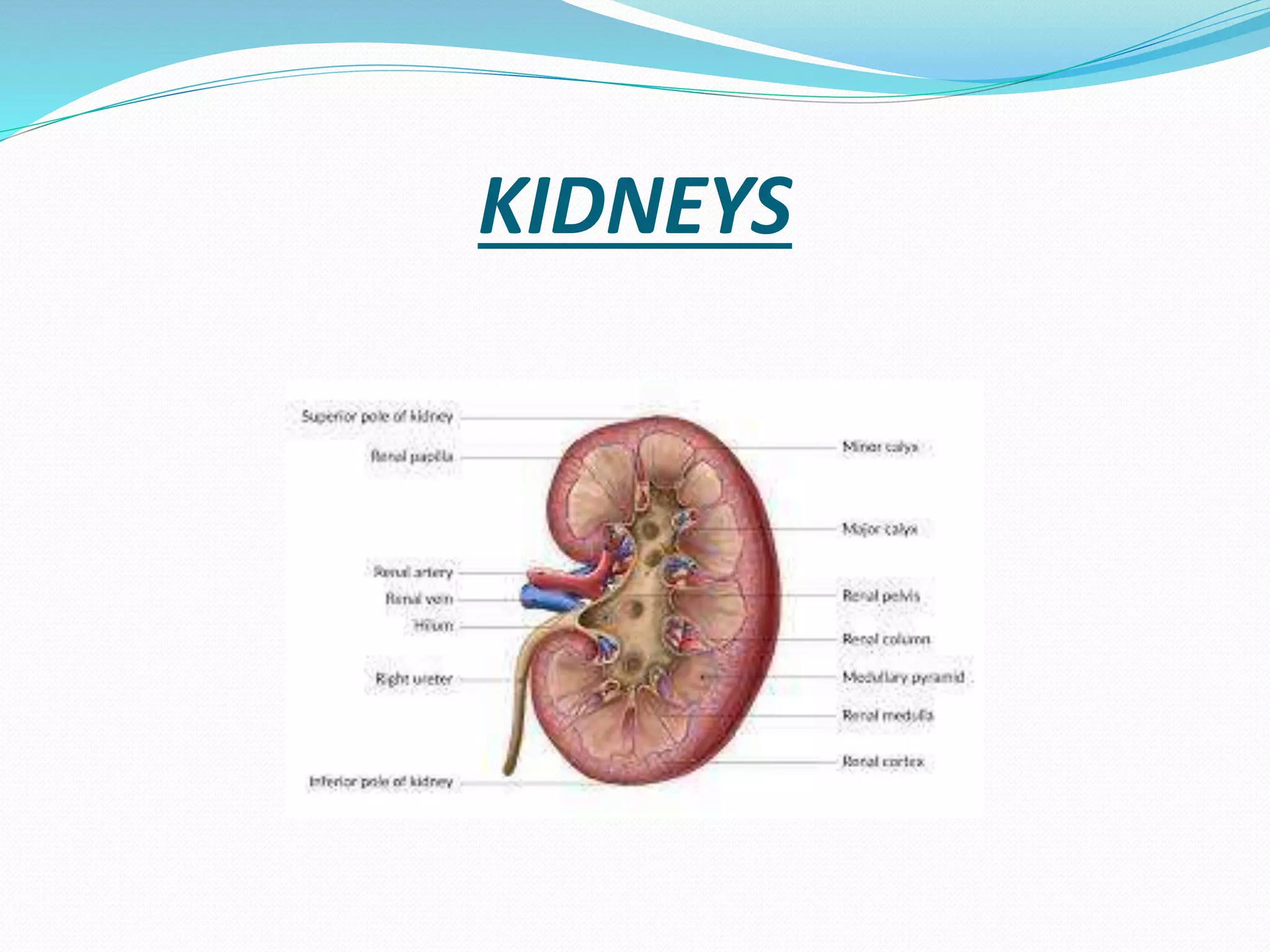 KIDNEYS
 