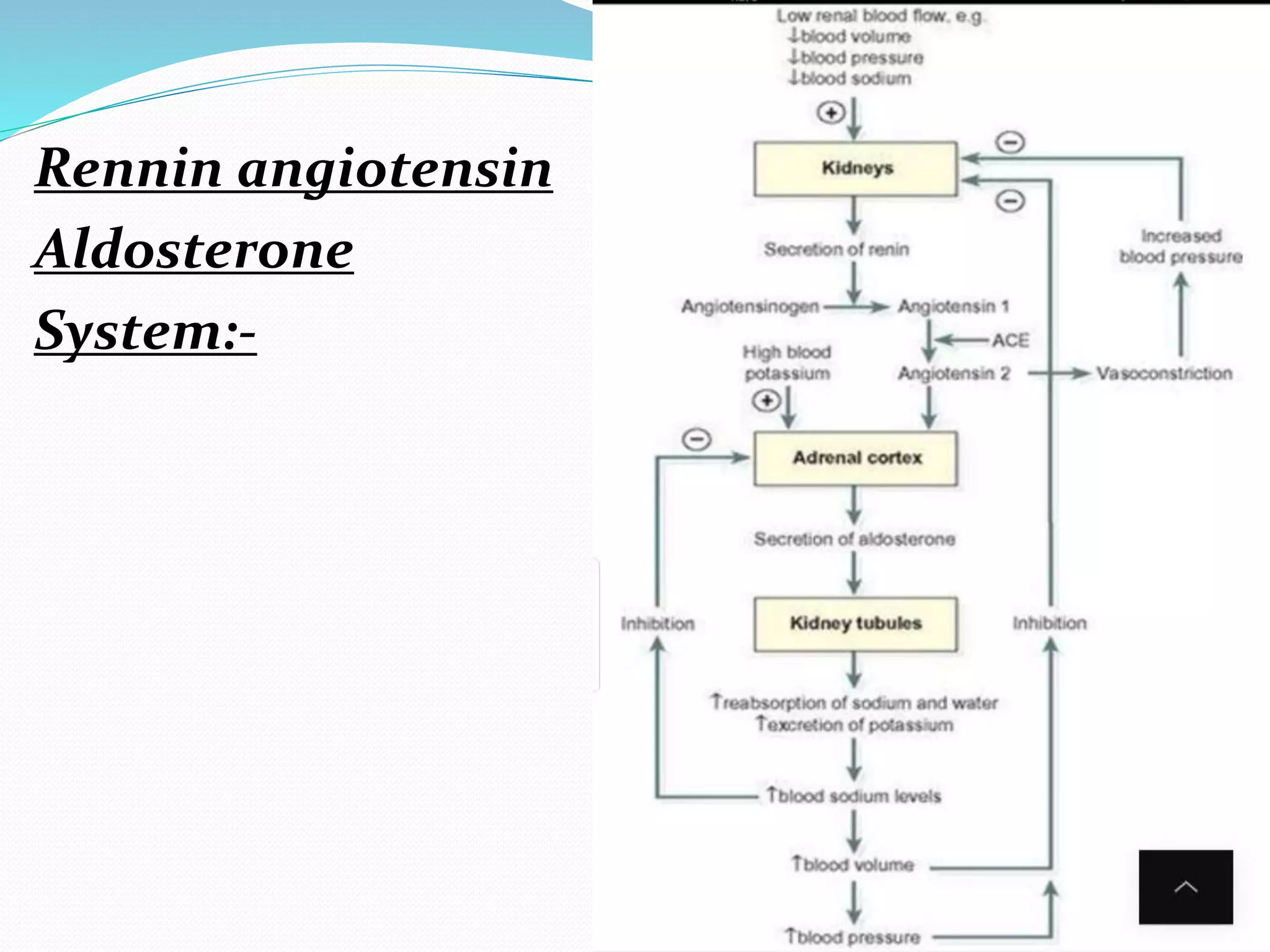 Rennin angiotensin
Aldosterone
System:-
 