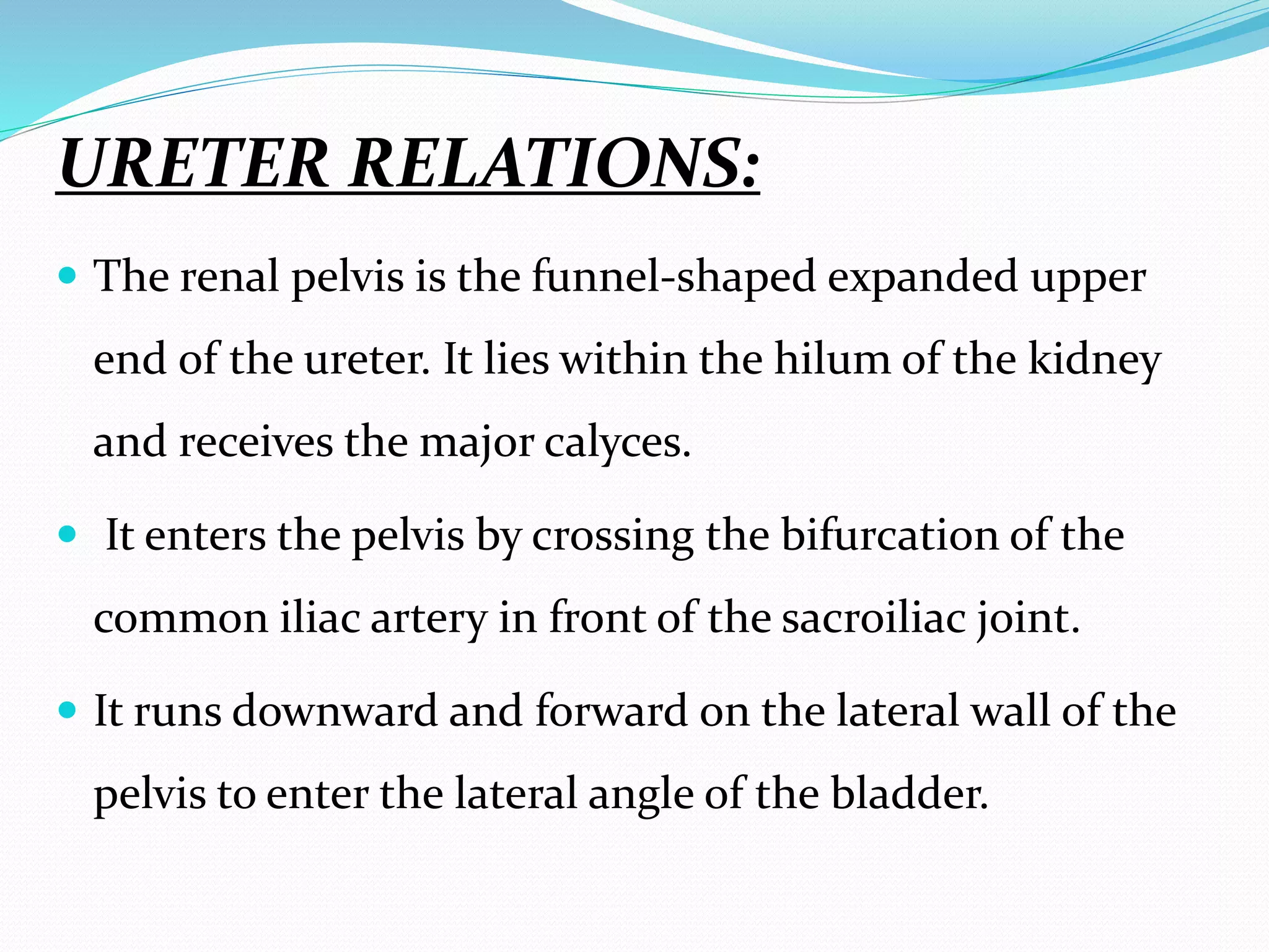 URETER RELATIONS:
 The renal pelvis is the funnel-shaped expanded upper
end of the ureter. It lies within the hilum of the kidney
and receives the major calyces.
 It enters the pelvis by crossing the bifurcation of the
common iliac artery in front of the sacroiliac joint.
 It runs downward and forward on the lateral wall of the
pelvis to enter the lateral angle of the bladder.
 