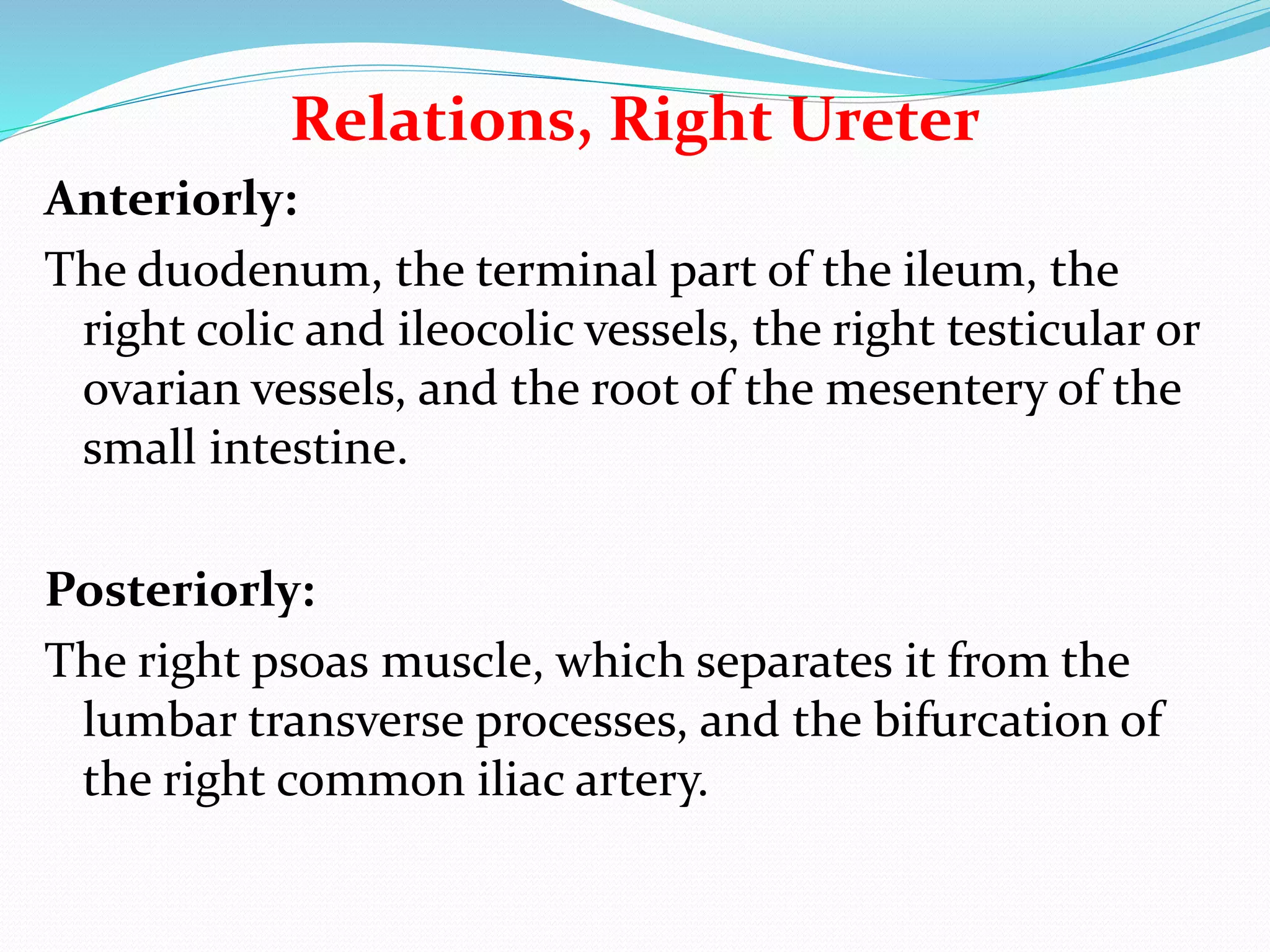 Relations, Right Ureter
Anteriorly:
The duodenum, the terminal part of the ileum, the
right colic and ileocolic vessels, the right testicular or
ovarian vessels, and the root of the mesentery of the
small intestine.
Posteriorly:
The right psoas muscle, which separates it from the
lumbar transverse processes, and the bifurcation of
the right common iliac artery.
 
