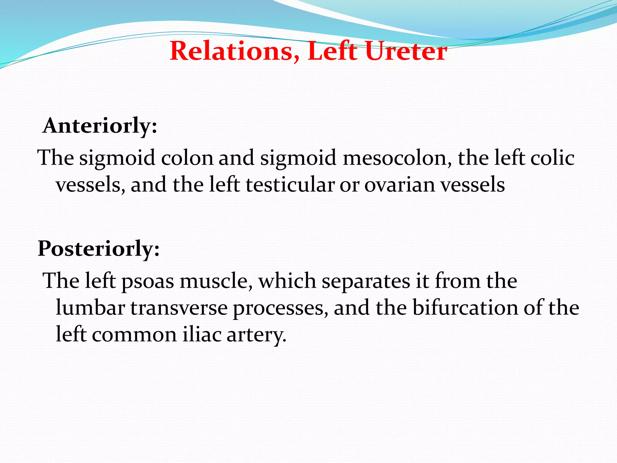 Relations, Left Ureter
Anteriorly:
The sigmoid colon and sigmoid mesocolon, the left colic
vessels, and the left testicular or ovarian vessels
Posteriorly:
The left psoas muscle, which separates it from the
lumbar transverse processes, and the bifurcation of the
left common iliac artery.
 
