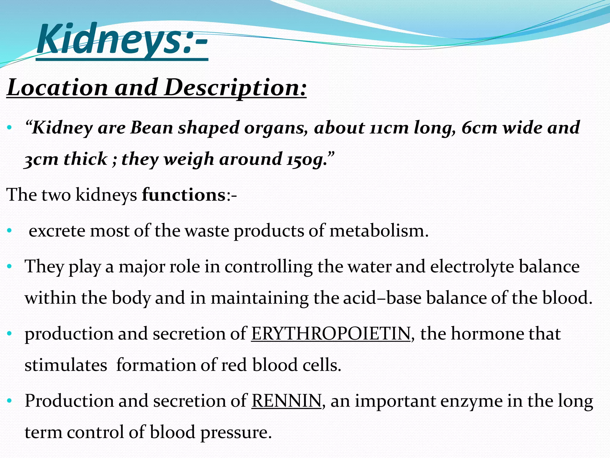 Kidneys:-
Location and Description:
• “Kidney are Bean shaped organs, about 11cm long, 6cm wide and
3cm thick ; they weigh around 150g.”
The two kidneys functions:-
• excrete most of the waste products of metabolism.
• They play a major role in controlling the water and electrolyte balance
within the body and in maintaining the acid–base balance of the blood.
• production and secretion of ERYTHROPOIETIN, the hormone that
stimulates formation of red blood cells.
• Production and secretion of RENNIN, an important enzyme in the long
term control of blood pressure.
 