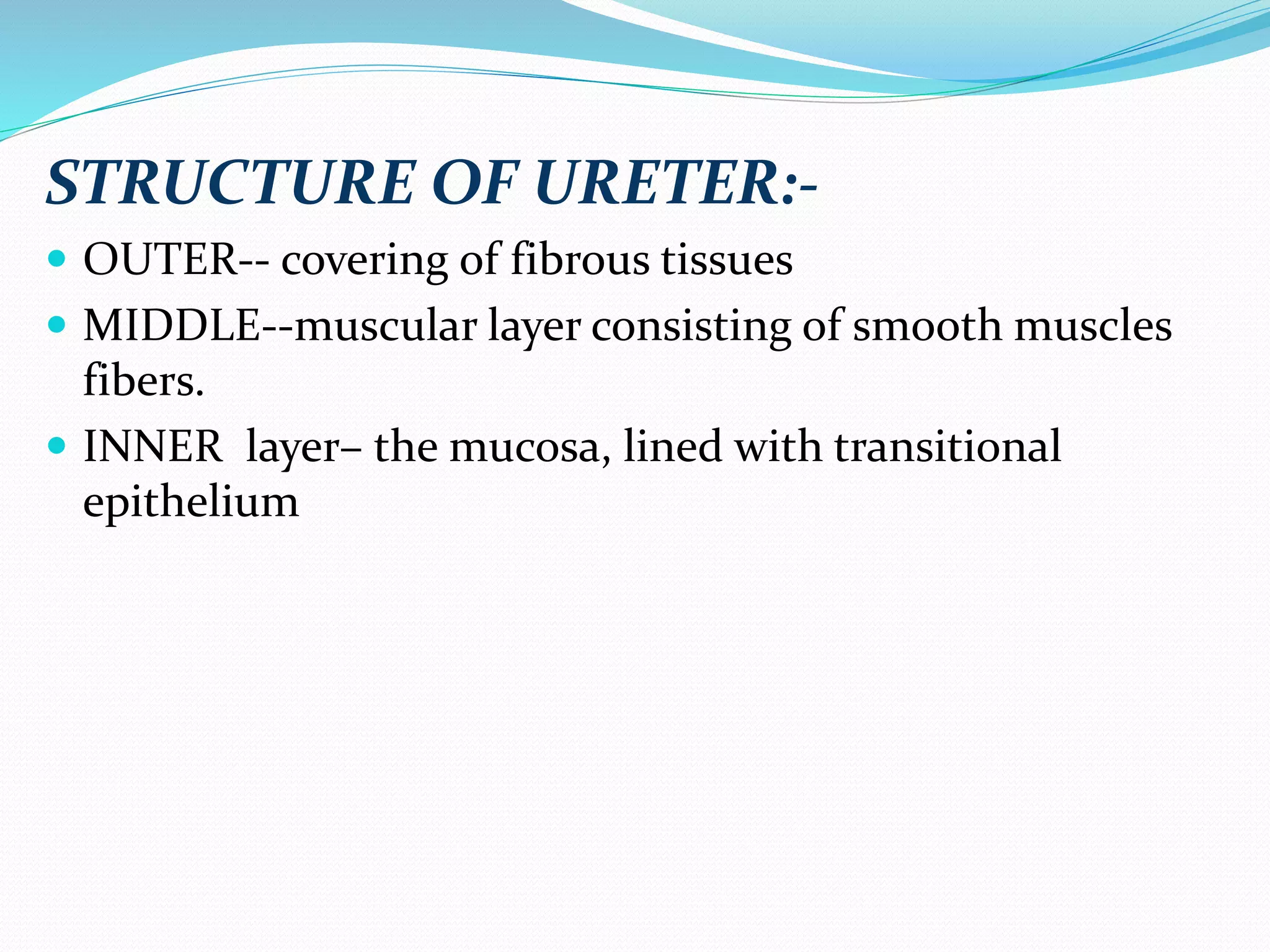 STRUCTURE OF URETER:-
 OUTER-- covering of fibrous tissues
 MIDDLE--muscular layer consisting of smooth muscles
fibers.
 INNER layer– the mucosa, lined with transitional
epithelium
 