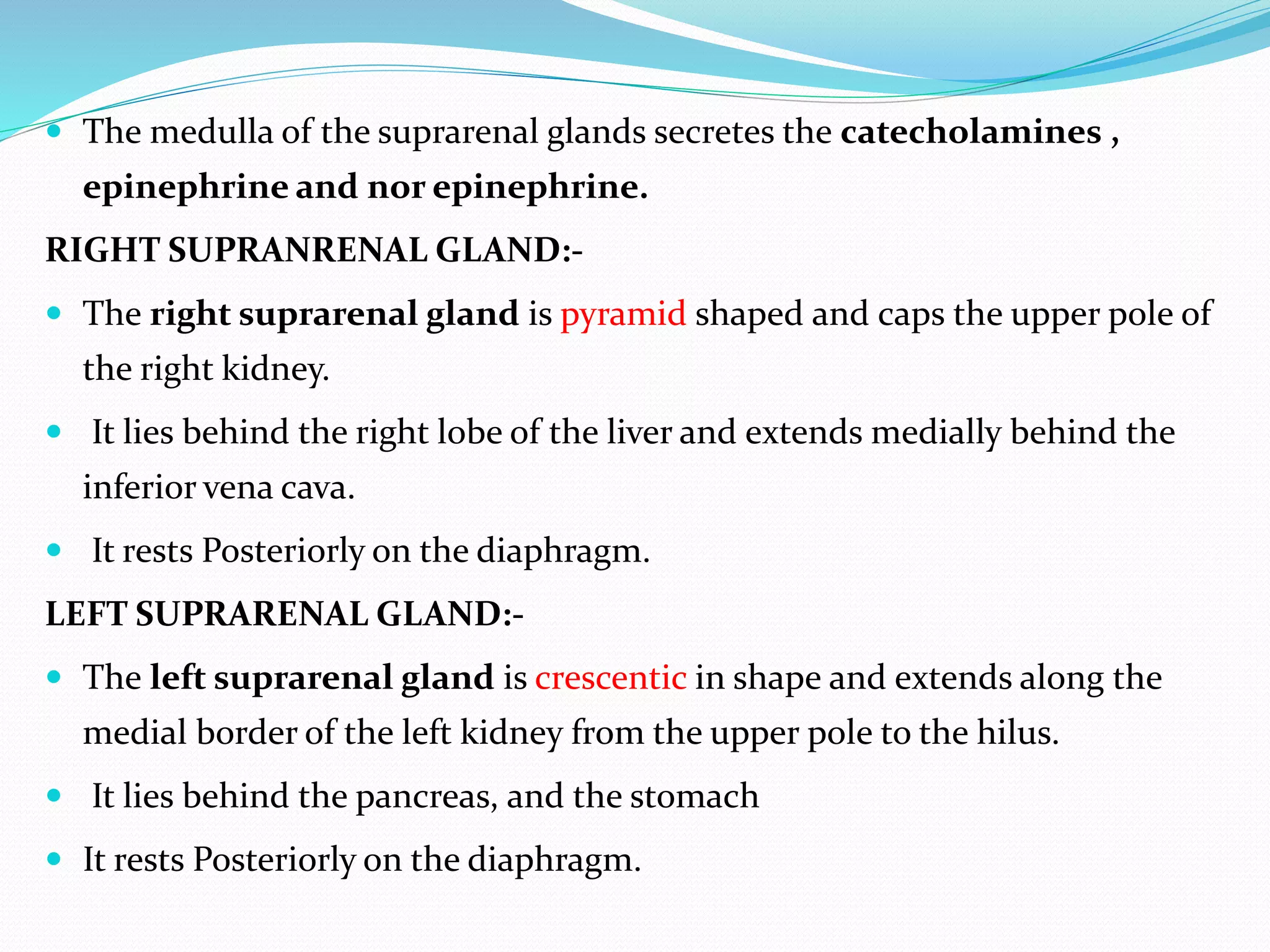  The medulla of the suprarenal glands secretes the catecholamines ,
epinephrine and nor epinephrine.
RIGHT SUPRANRENAL GLAND:-
 The right suprarenal gland is pyramid shaped and caps the upper pole of
the right kidney.
 It lies behind the right lobe of the liver and extends medially behind the
inferior vena cava.
 It rests Posteriorly on the diaphragm.
LEFT SUPRARENAL GLAND:-
 The left suprarenal gland is crescentic in shape and extends along the
medial border of the left kidney from the upper pole to the hilus.
 It lies behind the pancreas, and the stomach
 It rests Posteriorly on the diaphragm.
 