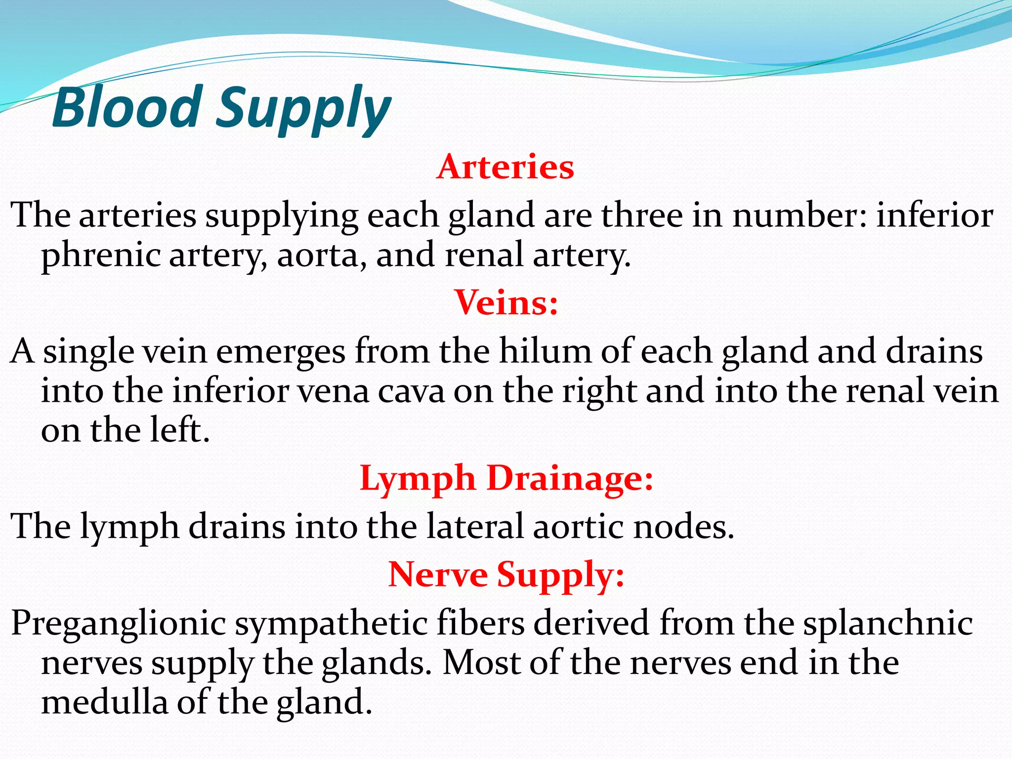 Blood Supply
Arteries
The arteries supplying each gland are three in number: inferior
phrenic artery, aorta, and renal artery.
Veins:
A single vein emerges from the hilum of each gland and drains
into the inferior vena cava on the right and into the renal vein
on the left.
Lymph Drainage:
The lymph drains into the lateral aortic nodes.
Nerve Supply:
Preganglionic sympathetic fibers derived from the splanchnic
nerves supply the glands. Most of the nerves end in the
medulla of the gland.
 