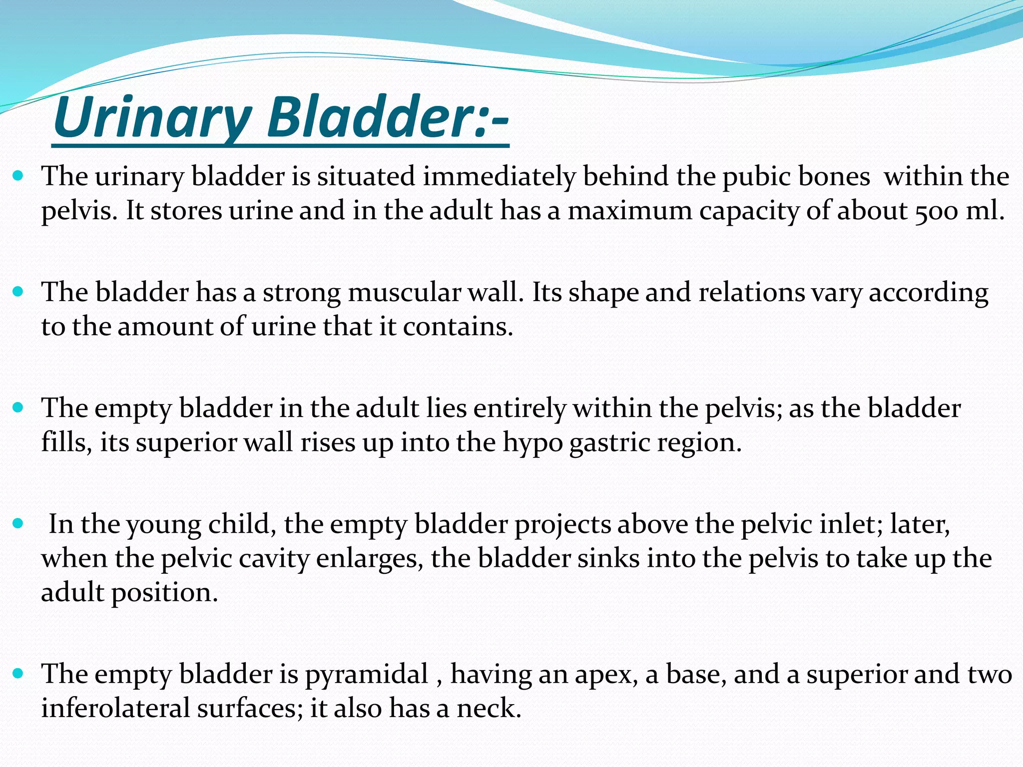 Urinary Bladder:-
 The urinary bladder is situated immediately behind the pubic bones within the
pelvis. It stores urine and in the adult has a maximum capacity of about 500 ml.
 The bladder has a strong muscular wall. Its shape and relations vary according
to the amount of urine that it contains.
 The empty bladder in the adult lies entirely within the pelvis; as the bladder
fills, its superior wall rises up into the hypo gastric region.
 In the young child, the empty bladder projects above the pelvic inlet; later,
when the pelvic cavity enlarges, the bladder sinks into the pelvis to take up the
adult position.
 The empty bladder is pyramidal , having an apex, a base, and a superior and two
inferolateral surfaces; it also has a neck.
 