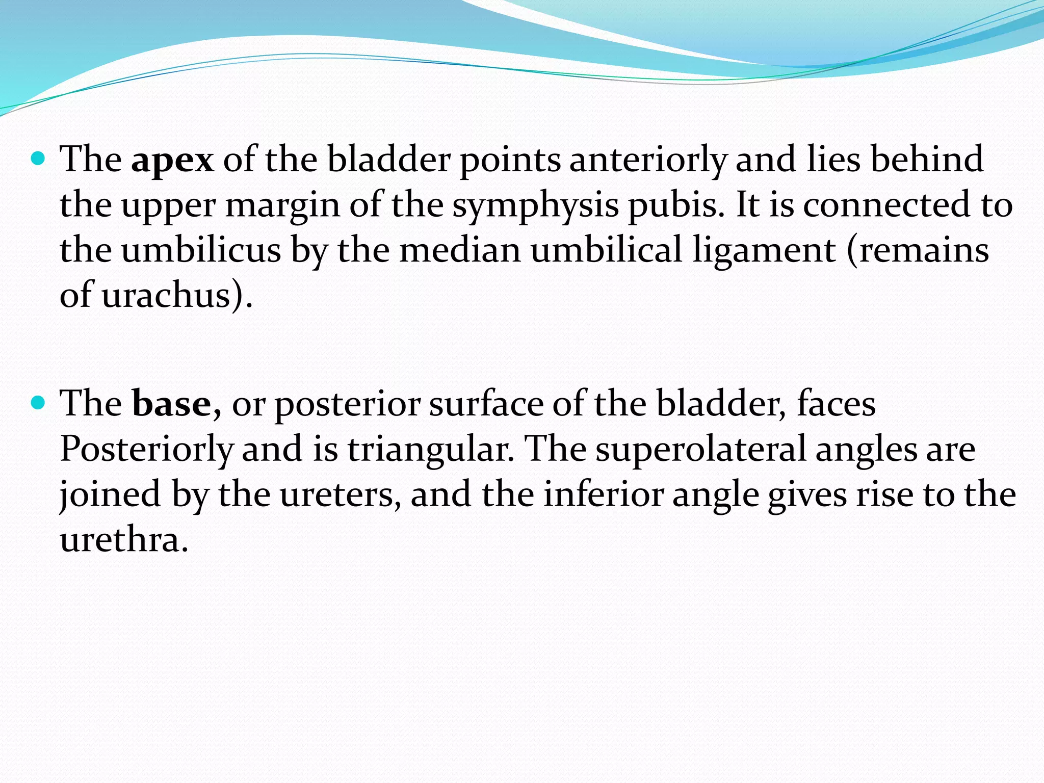  The apex of the bladder points anteriorly and lies behind
the upper margin of the symphysis pubis. It is connected to
the umbilicus by the median umbilical ligament (remains
of urachus).
 The base, or posterior surface of the bladder, faces
Posteriorly and is triangular. The superolateral angles are
joined by the ureters, and the inferior angle gives rise to the
urethra.
 