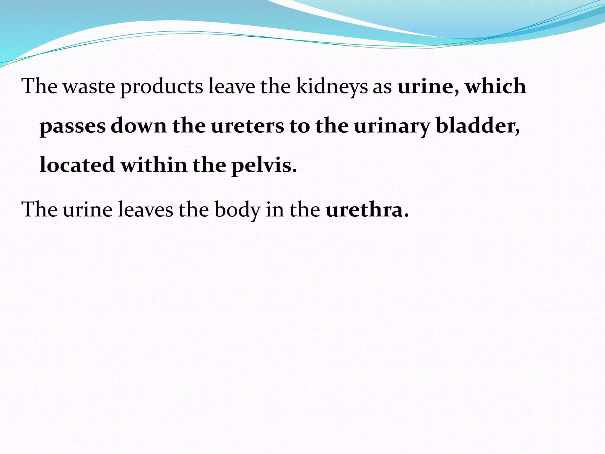 The waste products leave the kidneys as urine, which
passes down the ureters to the urinary bladder,
located within the pelvis.
The urine leaves the body in the urethra.
 