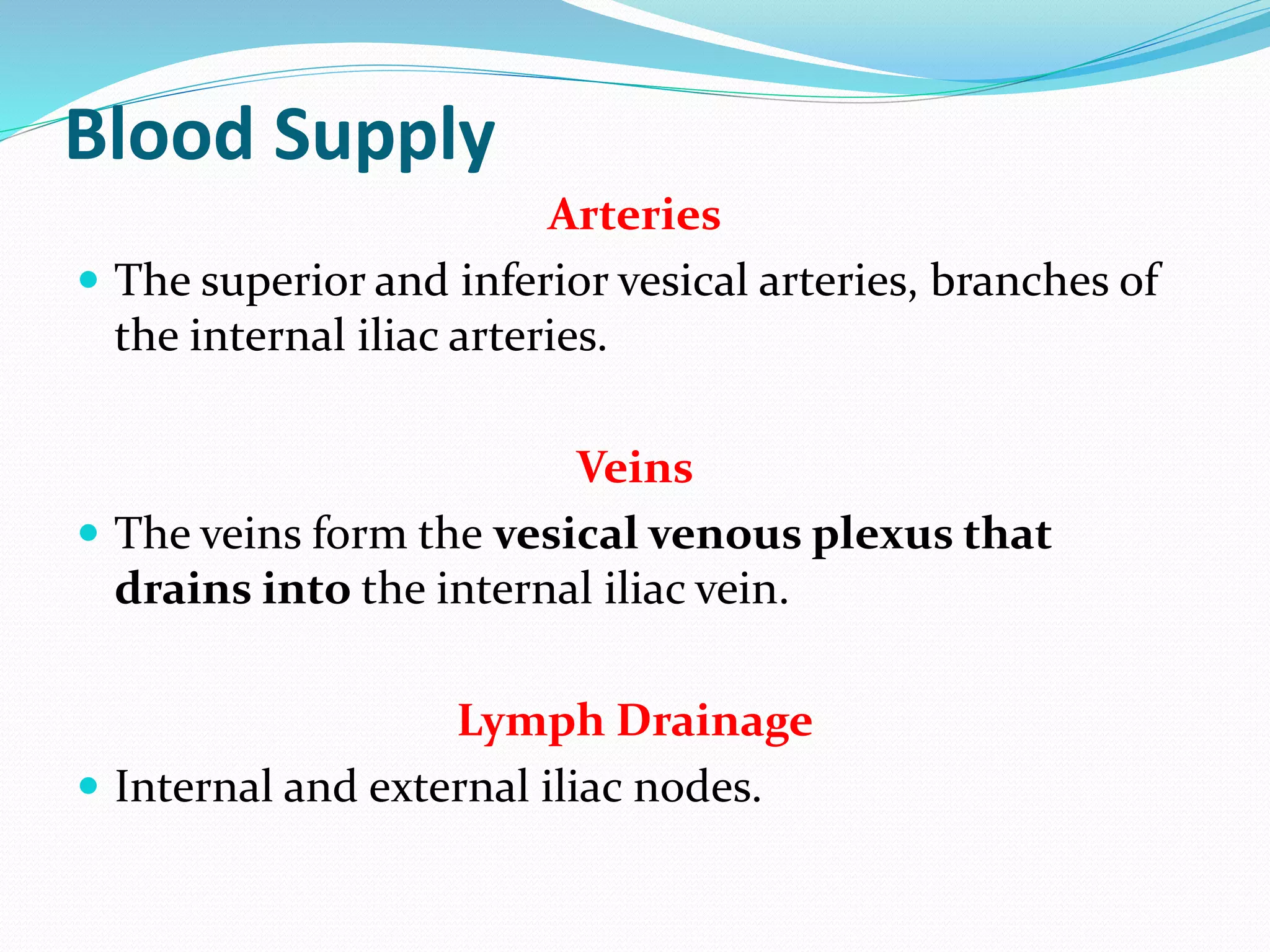 Blood Supply
Arteries
 The superior and inferior vesical arteries, branches of
the internal iliac arteries.
Veins
 The veins form the vesical venous plexus that
drains into the internal iliac vein.
Lymph Drainage
 Internal and external iliac nodes.
 