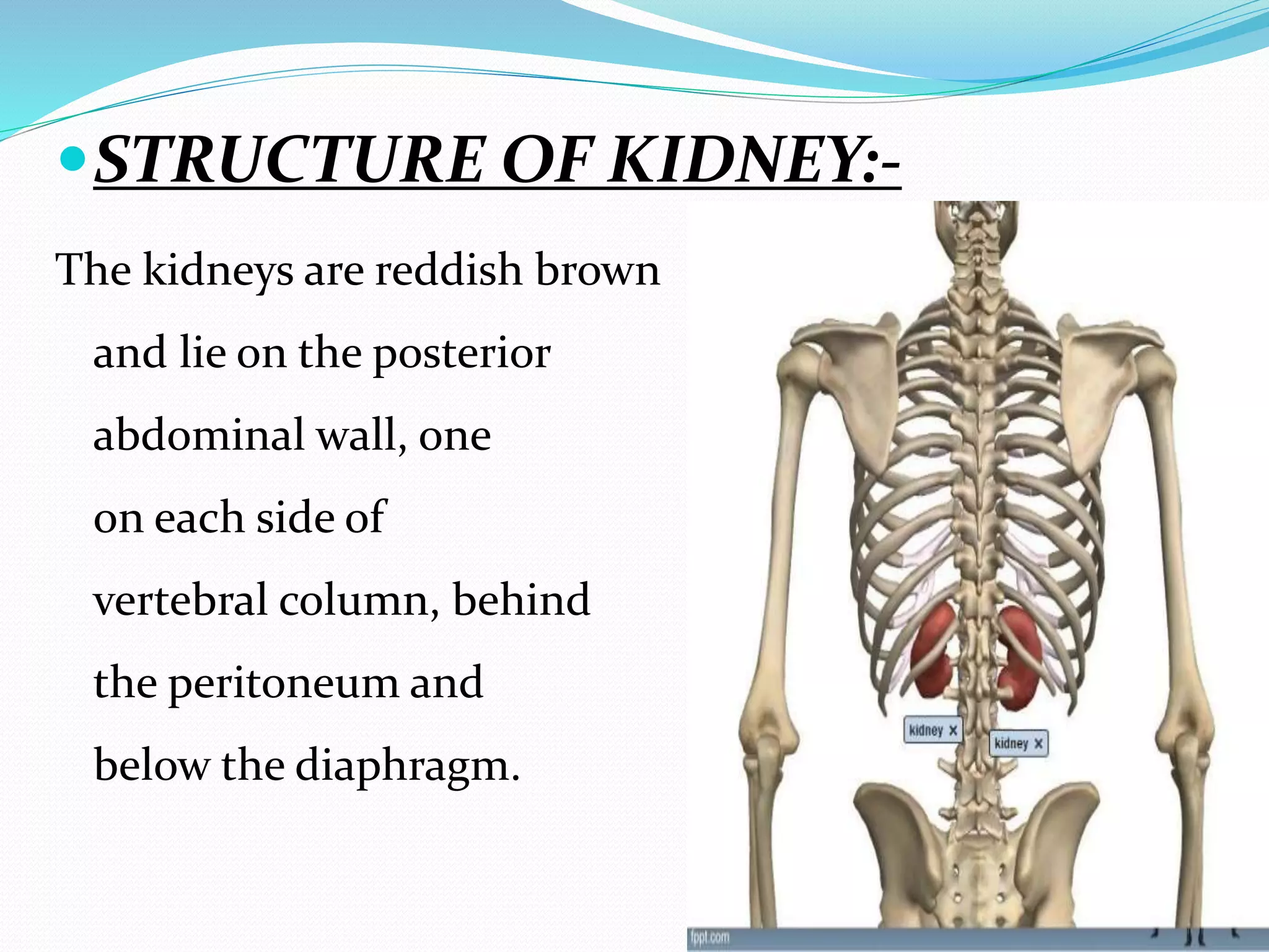 STRUCTURE OF KIDNEY:-
The kidneys are reddish brown
and lie on the posterior
abdominal wall, one
on each side of
vertebral column, behind
the peritoneum and
below the diaphragm.
 