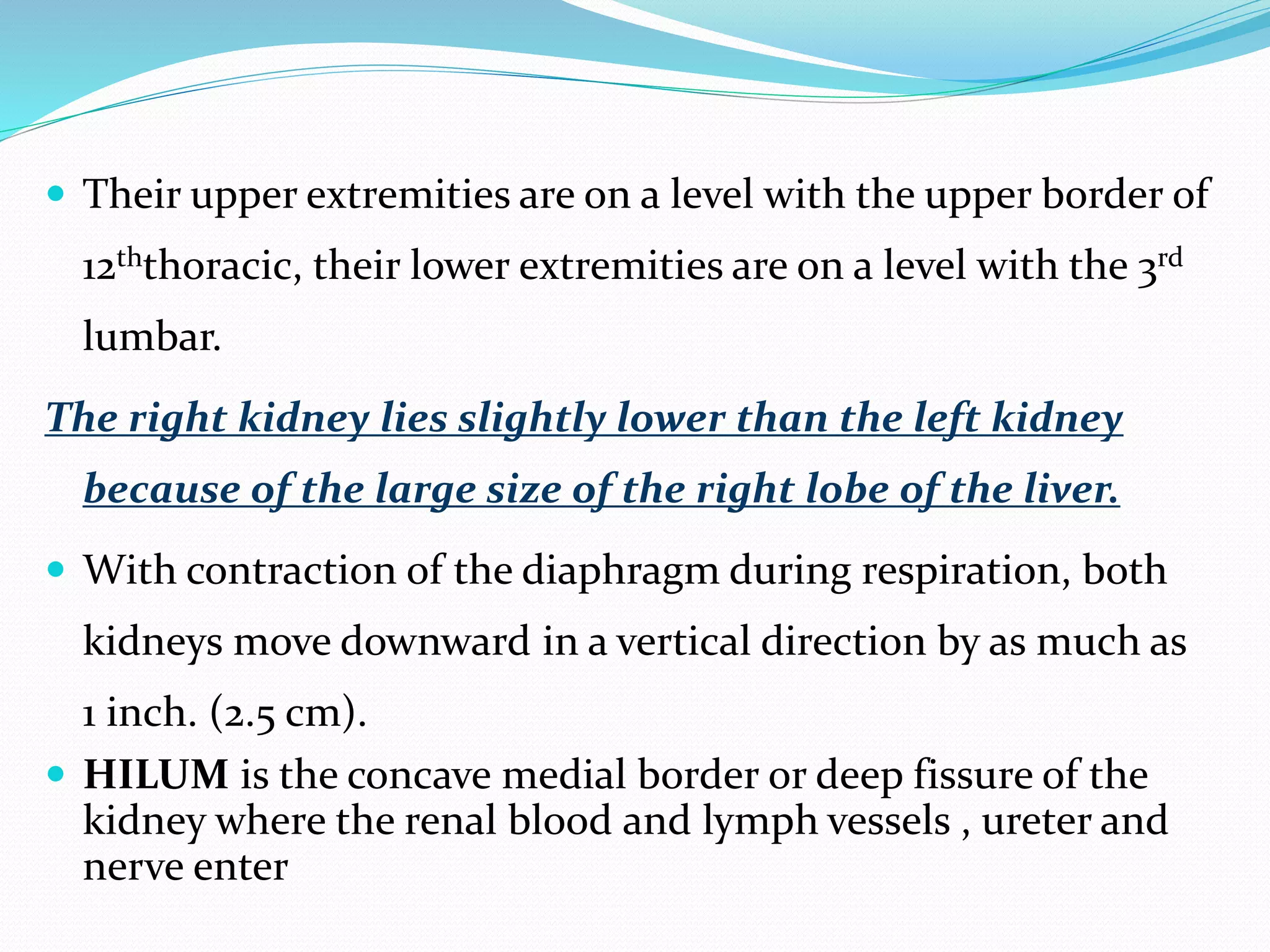  Their upper extremities are on a level with the upper border of
12ththoracic, their lower extremities are on a level with the 3rd
lumbar.
The right kidney lies slightly lower than the left kidney
because of the large size of the right lobe of the liver.
 With contraction of the diaphragm during respiration, both
kidneys move downward in a vertical direction by as much as
1 inch. (2.5 cm).
 HILUM is the concave medial border or deep fissure of the
kidney where the renal blood and lymph vessels , ureter and
nerve enter
 