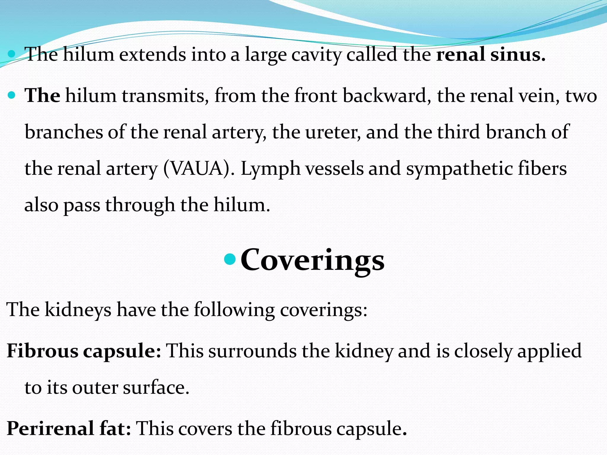  The hilum extends into a large cavity called the renal sinus.
 The hilum transmits, from the front backward, the renal vein, two
branches of the renal artery, the ureter, and the third branch of
the renal artery (VAUA). Lymph vessels and sympathetic fibers
also pass through the hilum.
Coverings
The kidneys have the following coverings:
Fibrous capsule: This surrounds the kidney and is closely applied
to its outer surface.
Perirenal fat: This covers the fibrous capsule.
 