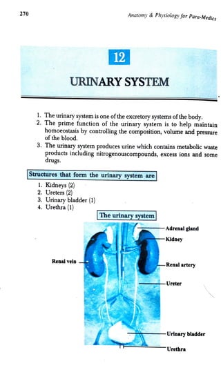 Urinary System.pdf