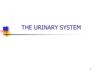 THE URINARY SYSTEM
1
 