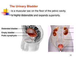 Distensible Bladder Urinary system.ppt