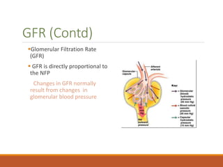 URINARY SYSTEM.ppt