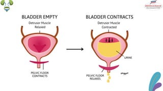 Urinary system.pptx