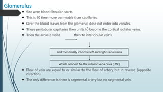 Glomerulus
 Site were blood filtration starts.
 This is 50 time more permeable than capillaries.
 Over the blood leaves from the glomeruli dose not enter into venules.
 These peritubular capillaries then units to become the cortical radiates veins.
 Then the arcuate veins then to interlobular veins
 Flow of vein are equal to or similar to the flow of artery but in reverse (opposite
direction)
 The only difference is there is segmental artery but no segmental vein.
and then finally into the left and right renal veins
Which connect to the inferior vena cava (I.V.C)
 