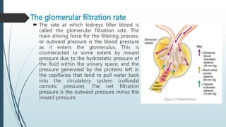 The glomerular filtration rate
 The rate at which kidneys filter blood is
called the glomerular filtration rate. The
main driving force for the filtering process,
or outward pressure is the blood pressure
as it enters the glomerulus. This is
counteracted to some extent by inward
pressure due to the hydrostatic pressure of
the fluid within the urinary space, and the
pressure generated by the proteins left in
the capillaries that tend to pull water back
into the circulatory system (colloidal
osmotic pressure). The net filtration
pressure is the outward pressure minus the
inward pressure.
 
