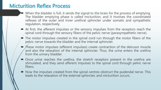 Micturition Reflex Process
 When the bladder is full, it sends the signal to the brain for the process of emptying.
The bladder emptying phase is called micturition, and it involves the coordinated
reflexes of the outer and inner urethral sphincter under somatic and sympathetic
regulation, respectively.
 At first, the afferent impulses or the sensory impulses from the receptors reach the
spinal cord through the sensory fibers of the pelvic nerve (parasympathetic nerve).
 The motor impulses created in the spinal cord run through the motor fibers of the
pelvic nerve towards the bladder and the internal sphincter.
 These motor impulses (efferent impulses) create contraction of the detrusor muscle
and also the relaxation of the internal sphincter. Thus, the urine enters the urethra
from the urinary bladder.
 Once urine reaches the urethra, the stretch receptors present in the urethra are
stimulated, and they send afferent impulses to the spinal cord through pelvic nerve
fibers.
 Now the impulses created from the spinal centres obstruct the pudendal nerve. This
leads to the relaxation of the external sphincter, and micturition occurs.
 