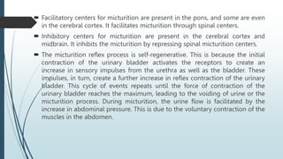  Facilitatory centers for micturition are present in the pons, and some are even
in the cerebral cortex. It facilitates micturition through spinal centers.
 Inhibitory centers for micturition are present in the cerebral cortex and
midbrain. It inhibits the micturition by repressing spinal micturition centers.
 The micturition reflex process is self-regenerative. This is because the initial
contraction of the urinary bladder activates the receptors to create an
increase in sensory impulses from the urethra as well as the bladder. These
impulses, in turn, create a further increase in reflex contraction of the urinary
bladder. This cycle of events repeats until the force of contraction of the
urinary bladder reaches the maximum, leading to the voiding of urine or the
micturition process. During micturition, the urine flow is facilitated by the
increase in abdominal pressure. This is due to the voluntary contraction of the
muscles in the abdomen.
 