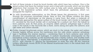  Each of these tubules is lined by brush border cells which have two surfaces. One is the
apical surface that faces the tubular lumen and is lined with microvilli, which are tiny little
projections that increase the cell’s surface area to help with solute reabsorption. The
other is the basolateral surface, which faces the peritubular capillaries, which run
alongside the nephron.
 So with bicarbonate reabsorption, as the filtrate leaves the glomerulus, it first goes
through the proximal convoluted tubule. Now at first, this filtrate contains the same
concentration of electrolytes as the plasma it came from. But when a molecule of
bicarbonate approaches the apical surface of the brush border cell it binds to hydrogen
H+ secreted by the brush border cell in exchange for a sodium ion from the tubule to
form carbonic acid. At that point, an enzyme called carbonic anhydrase type 4 which
lurks in the tubule in the microvilli like a shark, swims along and splits the carbonic acid
into water and carbon dioxide.
 Unlike charged bicarbonate anions, which are stuck in the tubule, the water and carbon
dioxide happily diffuse across the membrane into the cells where carbonic anhydrase
type 2 facilitates the reverse reaction – combining them to form carbonic acid, which
dissolves into bicarbonate and hydrogen. A sodium bicarbonate cotransporter on the
basolateral surface snatches up the bicarbonate and a nearby sodium, and shuttles both
into the blood. Alternatively, a bicarbonate chloride exchanger exchanges bicarbonate
HCO3− with chloride Cl- leaving the bloodstream to enter the cells. All this chemical
trickery effectively moves 99.9% of the filtered bicarbonate that’s in the tubule back into
the bloodstream.
 