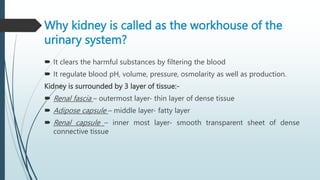 Why kidney is called as the workhouse of the
urinary system?
 It clears the harmful substances by filtering the blood
 It regulate blood pH, volume, pressure, osmolarity as well as production.
Kidney is surrounded by 3 layer of tissue:-
 Renal fascia – outermost layer- thin layer of dense tissue
 Adipose capsule – middle layer- fatty layer
 Renal capsule – inner most layer- smooth transparent sheet of dense
connective tissue
 