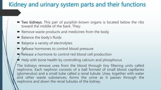 Kidney and urinary system parts and their functions
 Two kidneys. This pair of purplish-brown organs is located below the ribs
toward the middle of the back. They:
 Remove waste products and medicines from the body
 Balance the body’s fluids
 Balance a variety of electrolytes
 Release hormones to control blood pressure
 Release a hormone to control red blood cell production
 Help with bone health by controlling calcium and phosphorus
The kidneys remove urea from the blood through tiny filtering units called
nephrons. Each nephron consists of a ball formed of small blood capillaries
(glomerulus) and a small tube called a renal tubule. Urea, together with water
and other waste substances, forms the urine as it passes through the
nephrons and down the renal tubules of the kidney.
 