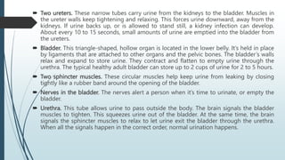  Two ureters. These narrow tubes carry urine from the kidneys to the bladder. Muscles in
the ureter walls keep tightening and relaxing. This forces urine downward, away from the
kidneys. If urine backs up, or is allowed to stand still, a kidney infection can develop.
About every 10 to 15 seconds, small amounts of urine are emptied into the bladder from
the ureters.
 Bladder. This triangle-shaped, hollow organ is located in the lower belly. It’s held in place
by ligaments that are attached to other organs and the pelvic bones. The bladder’s walls
relax and expand to store urine. They contract and flatten to empty urine through the
urethra. The typical healthy adult bladder can store up to 2 cups of urine for 2 to 5 hours.
 Two sphincter muscles. These circular muscles help keep urine from leaking by closing
tightly like a rubber band around the opening of the bladder.
 Nerves in the bladder. The nerves alert a person when it’s time to urinate, or empty the
bladder.
 Urethra. This tube allows urine to pass outside the body. The brain signals the bladder
muscles to tighten. This squeezes urine out of the bladder. At the same time, the brain
signals the sphincter muscles to relax to let urine exit the bladder through the urethra.
When all the signals happen in the correct order, normal urination happens.
 