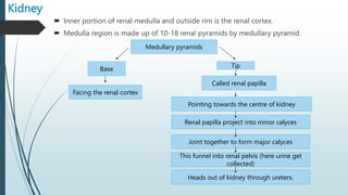 Kidney
 Inner portion of renal medulla and outside rim is the renal cortex.
 Medulla region is made up of 10-18 renal pyramids by medullary pyramid.
Medullary pyramids
Base Tip
Facing the renal cortex
Called renal papilla
Pointing towards the centre of kidney
Renal papilla project into minor calyces
Joint together to form major calyces
This funnel into renal pelvis (here urine get
collected)
Heads out of kidney through ureters.
 