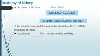 Anatomy of kidney
 Section of renal cortex renal column
 Each renal pyramid and the renal cortex about its called a renal lobe.
Physiology of kidney
 Adult kidney filter 150 litter of blood everyday.
Extend down into medulla
Separate renal pyramid from each other
 