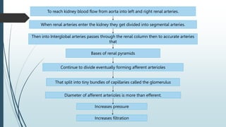 To reach kidney blood flow from aorta into left and right renal arteries.
When renal arteries enter the kidney they get divided into segmental arteries.
Then into Interglobal arteries passes through the renal column then to accurate arteries
that
Bases of renal pyramids
Continue to divide eventually forming afferent arterioles
That split into tiny bundles of capillaries called the glomerulus
Diameter of afferent arterioles is more than efferent.
Increases pressure
Increases filtration
 