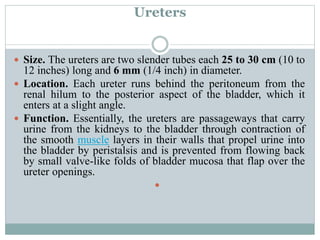 Ureters
 Size. The ureters are two slender tubes each 25 to 30 cm (10 to
12 inches) long and 6 mm (1/4 inch) in diameter.
 Location. Each ureter runs behind the peritoneum from the
renal hilum to the posterior aspect of the bladder, which it
enters at a slight angle.
 Function. Essentially, the ureters are passageways that carry
urine from the kidneys to the bladder through contraction of
the smooth muscle layers in their walls that propel urine into
the bladder by peristalsis and is prevented from flowing back
by small valve-like folds of bladder mucosa that flap over the
ureter openings.

 