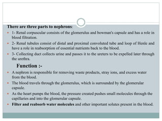There are three parts to nephrons:
 1- Renal corpuscular consists of the glomerulus and bowman's capsule and has a role in
blood filtration.
 2- Renal tubules consist of distal and proximal convoluted tube and loop of Henle and
have a role in reabsorption of essential nutrients back to the blood.
 3- Collecting duct collects urine and passes it to the ureters to be expelled later through
the urethra.
Function :-
 A nephron is responsible for removing waste products, stray ions, and excess water
from the blood.
 The blood travels through the glomerulus, which is surrounded by the glomerular
capsule.
 As the heart pumps the blood, the pressure created pushes small molecules through the
capillaries and into the glomerular capsule.
 Filter and reabsorb water molecules and other important solutes present in the blood.
 