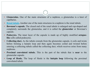  Glomerulus. One of the main structures of a nephron, a glomerulus is a knot of
capillaries.
 Renal tubule. Another one of the main structures in a nephron is the renal tubule.
 Bowman’s capsule. The closed end of the renal tubule is enlarged and cup-shaped and
completely surrounds the glomerulus, and it is called the glomerular or Bowman’s
capsule.
 Podocytes. The inner layer of the capsule is made up of highly modified octopus-
like cells called podocytes.
 Collecting duct. As the tubule extends from the glomerular capsule, it coils and twists
before forming a hairpin loop and then again becomes coiled and twisted before
entering a collecting tubule called the collecting duct, which receives urine from many
nephrons.
 Proximal convoluted tubule. This is the part of the tubule that is near to the
glomerular capsule.
 Loop of Henle. The loop of Henle is the hairpin loop following the proximal
convoluted tubule
 