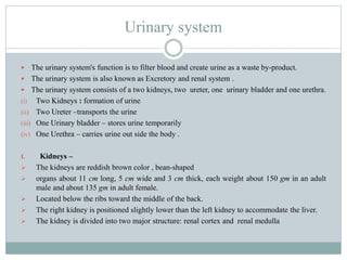 Urinary system
 The urinary system's function is to filter blood and create urine as a waste by-product.
 The urinary system is also known as Excretory and renal system .
 The urinary system consists of a two kidneys, two ureter, one urinary bladder and one urethra.
(i) Two Kidneys : formation of urine
(ii) Two Ureter –transports the urine
(iii) One Urinary bladder – stores urine temporarily
(iv) One Urethra – carries urine out side the body .
I. Kidneys –
 The kidneys are reddish brown color , bean-shaped
 organs about 11 cm long, 5 cm wide and 3 cm thick, each weight about 150 gm in an adult
male and about 135 gm in adult female.
 Located below the ribs toward the middle of the back.
 The right kidney is positioned slightly lower than the left kidney to accommodate the liver.
 The kidney is divided into two major structure: renal cortex and renal medulla
 