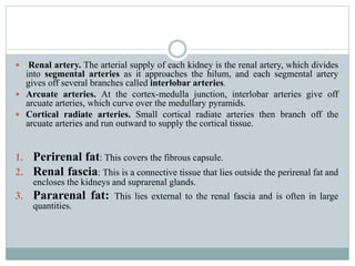  Renal artery. The arterial supply of each kidney is the renal artery, which divides
into segmental arteries as it approaches the hilum, and each segmental artery
gives off several branches called interlobar arteries.
 Arcuate arteries. At the cortex-medulla junction, interlobar arteries give off
arcuate arteries, which curve over the medullary pyramids.
 Cortical radiate arteries. Small cortical radiate arteries then branch off the
arcuate arteries and run outward to supply the cortical tissue.
1. Perirenal fat: This covers the fibrous capsule.
2. Renal fascia: This is a connective tissue that lies outside the perirenal fat and
encloses the kidneys and suprarenal glands.
3. Pararenal fat: This lies external to the renal fascia and is often in large
quantities.
 