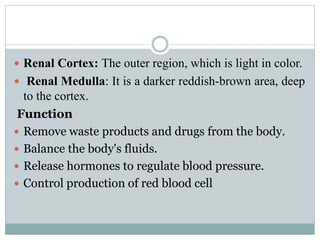  Renal Cortex: The outer region, which is light in color.
 Renal Medulla: It is a darker reddish-brown area, deep
to the cortex.
Function
 Remove waste products and drugs from the body.
 Balance the body's fluids.
 Release hormones to regulate blood pressure.
 Control production of red blood cell
 