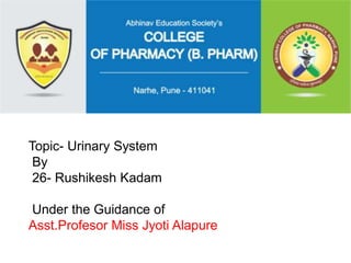 Topic- Urinary System
By
26- Rushikesh Kadam
fUnder the Guidance of
Asst.Profesor Miss Jyoti Alapure
 