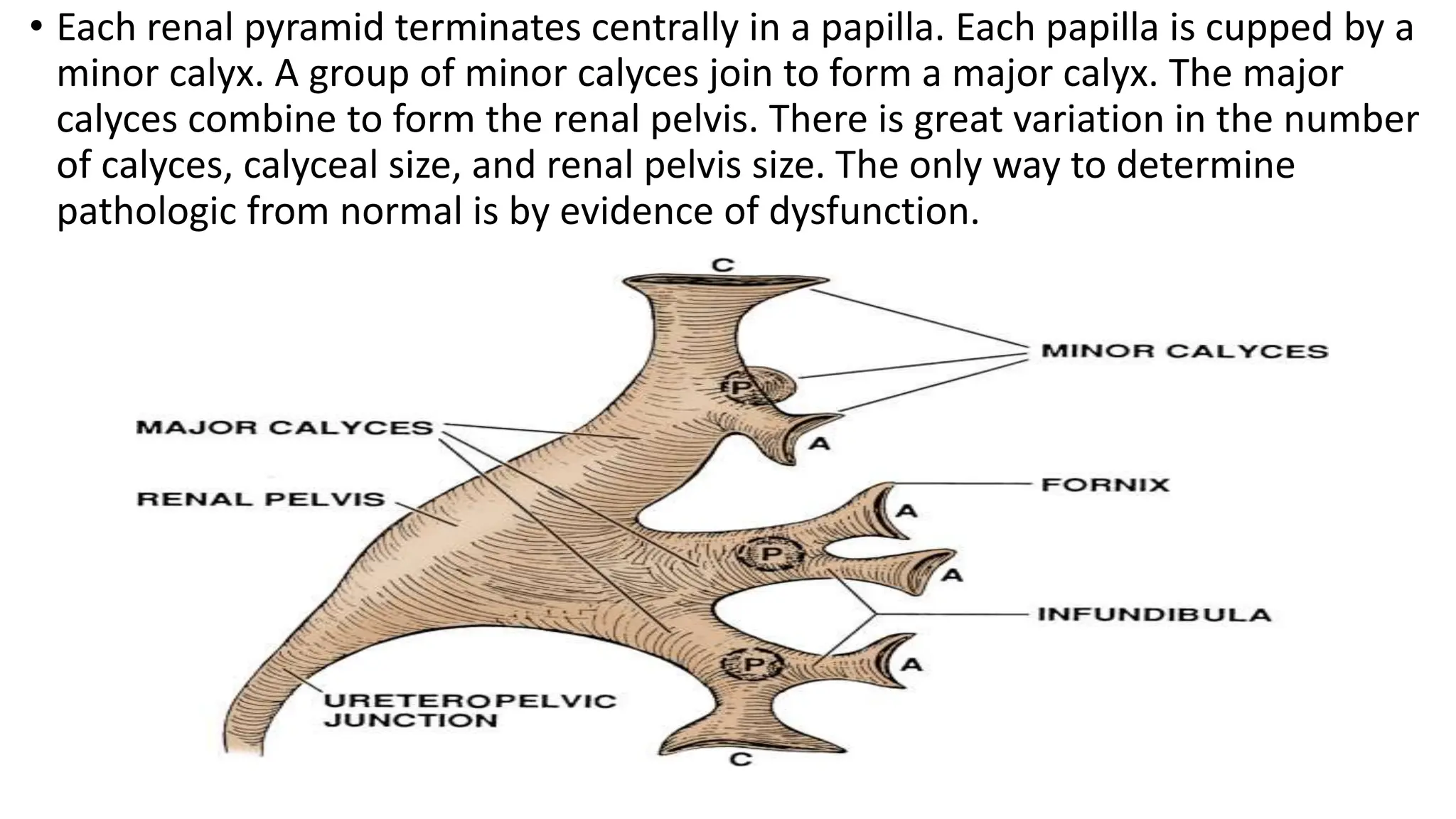urinary system.pptx