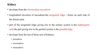 URINARY SYSTEM. (1).pptx